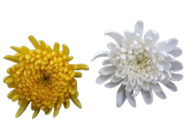 厦门绿韵花田生态农业发展有限公司