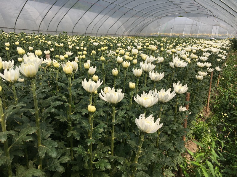 清明白菊鲜切花批发