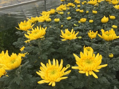 菊花批发基地怎么联系