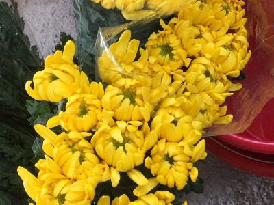 菊花鲜花黄白菊批发