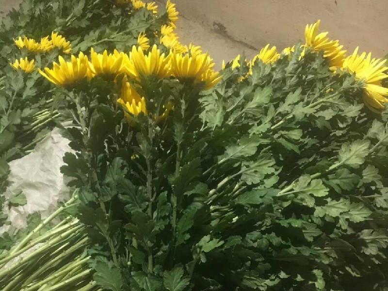 清明节单头菊批发