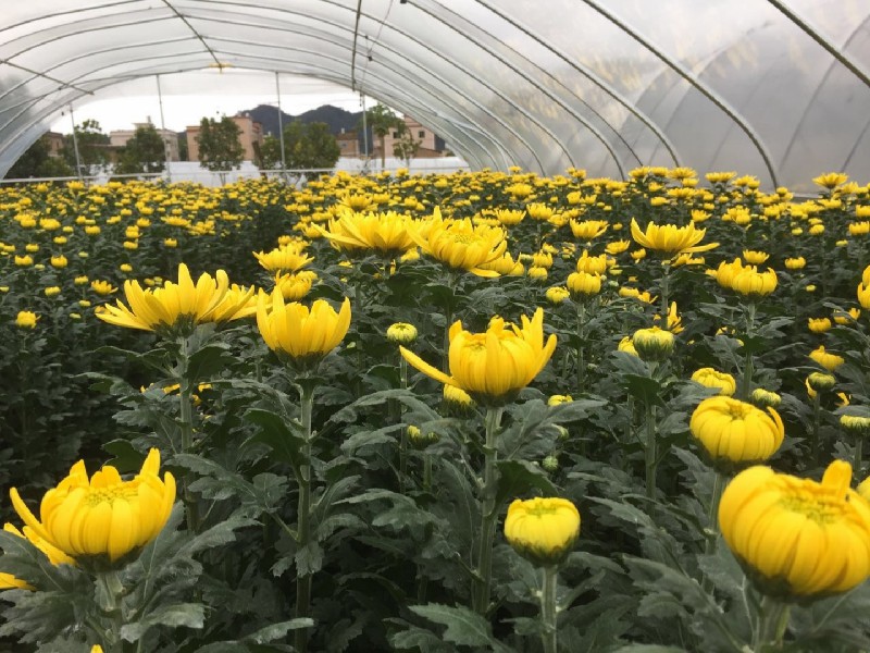 祭祖扫墓上坟菊花批发