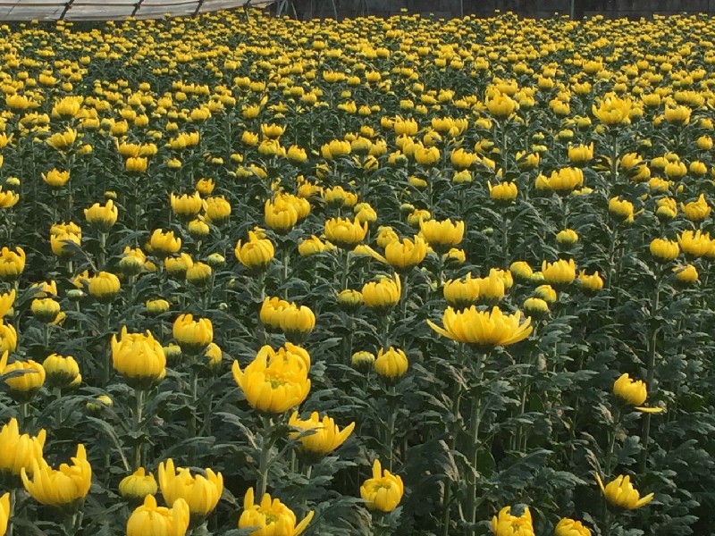 清明节祭祀用花卉