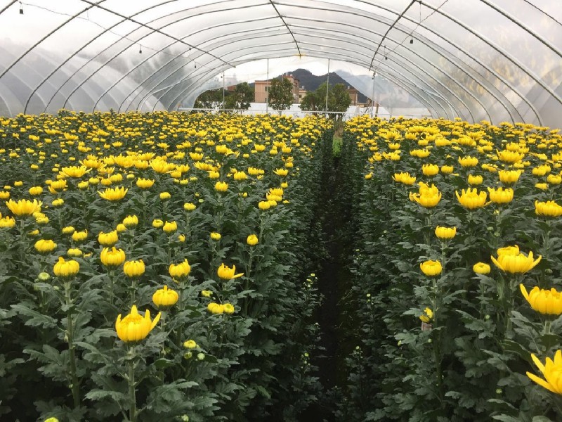 清明节时菊花批发价格