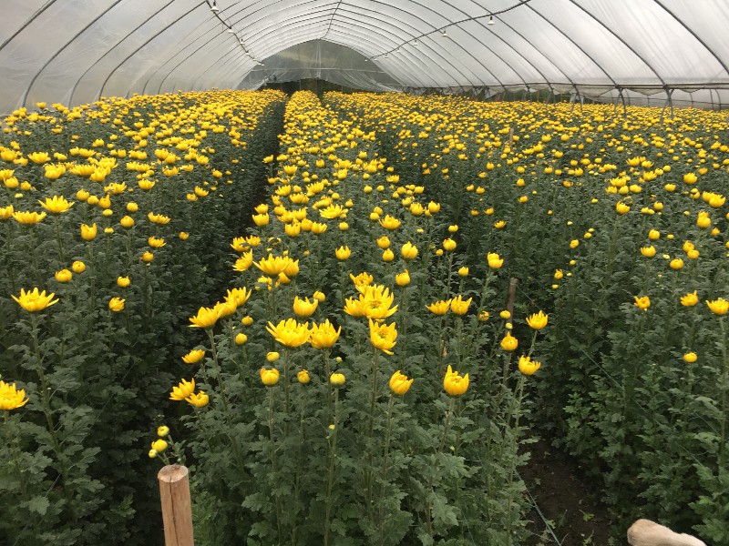 清明节菊花价格行情