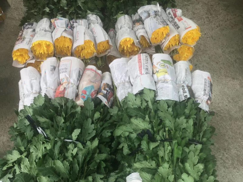 清明黄白菊花祭祀用花