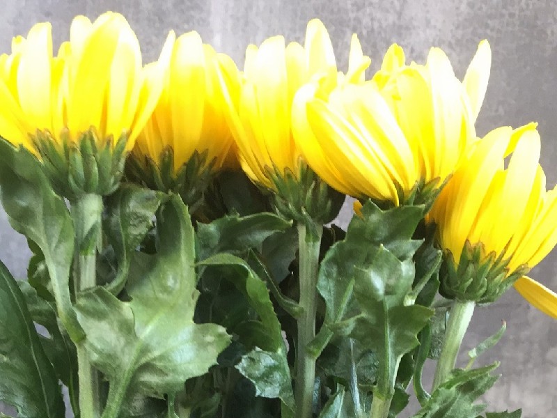 清明节祭祀祭祖用花