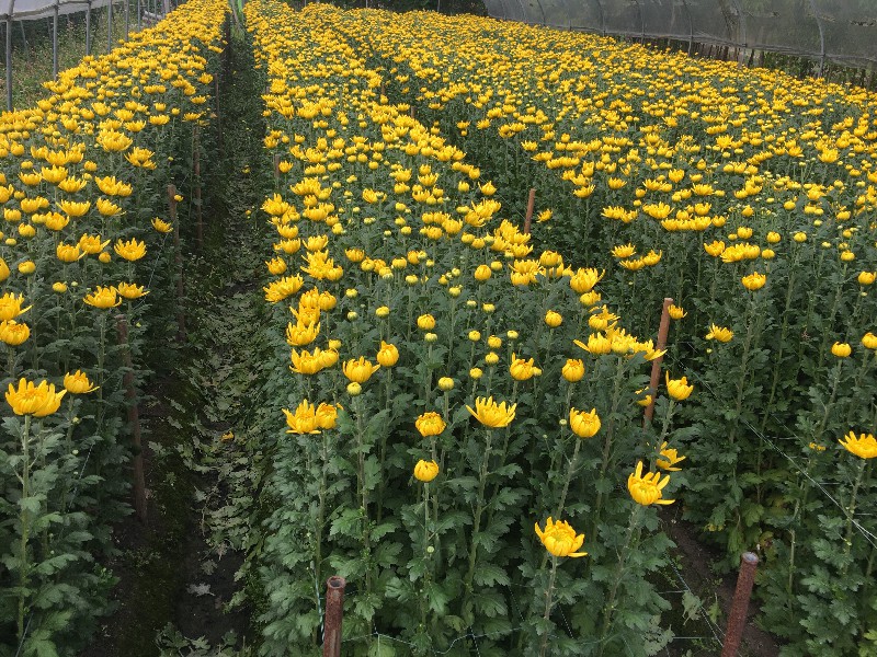 清明鲜花菊花种植基地