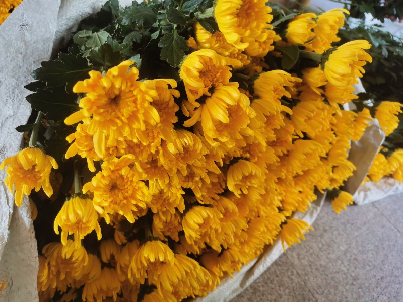 清明节黄白菊批发