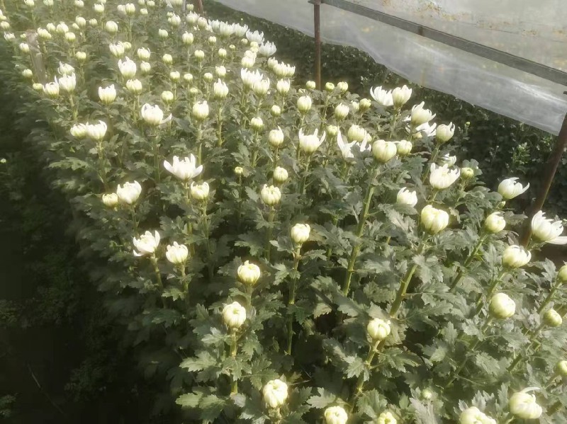 清明节黄白菊种植