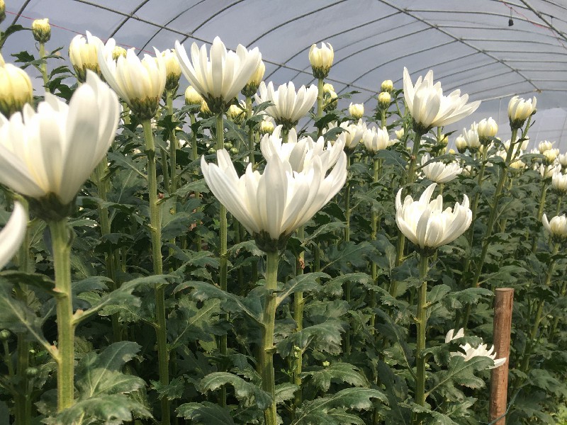 清明节鲜切菊花