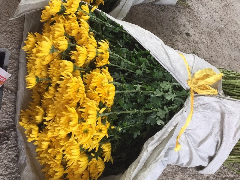 哪里有批发清明菊花？