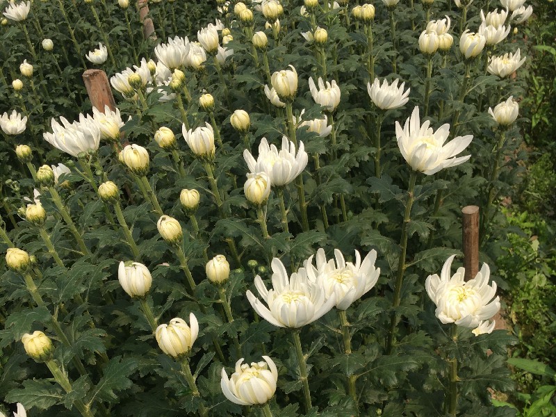 清明祭祀用菊花